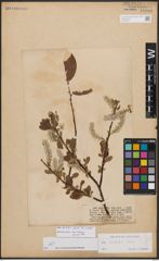 Salix bicolor Ehrh. ex Willd.